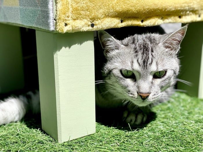 低成本手工打造现代猫咪小屋教程-第30张图片-趣作屋