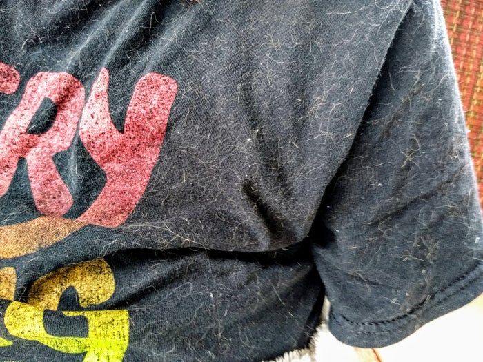 如何哄猫咪抱抱并一起入睡的14个贴心技巧-第35张图片-趣作屋