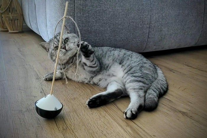 手工制作会动的猫咪玩具教程-第1张图片-趣作屋