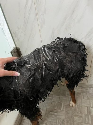 狗狗洗澡步骤全攻略：让毛孩子干净又舒服-第7张图片-趣作屋