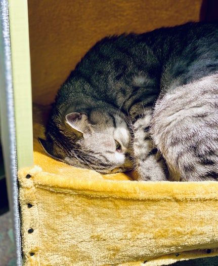 低成本手工打造现代猫咪小屋教程-第2张图片-趣作屋