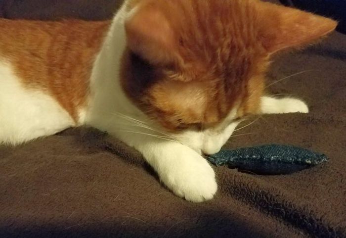 零成本旧衣改造：用牛仔裤做猫咪鱼形玩具教程-第54张图片-趣作屋