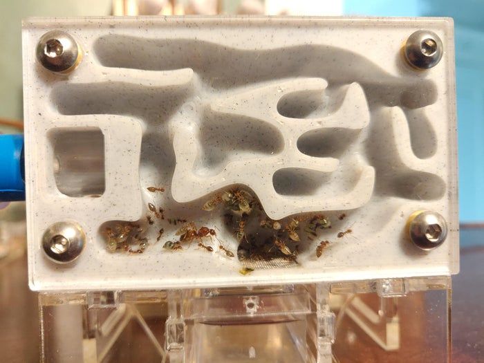 自制高质量蚁巢完整指南-第1张图片-趣作屋