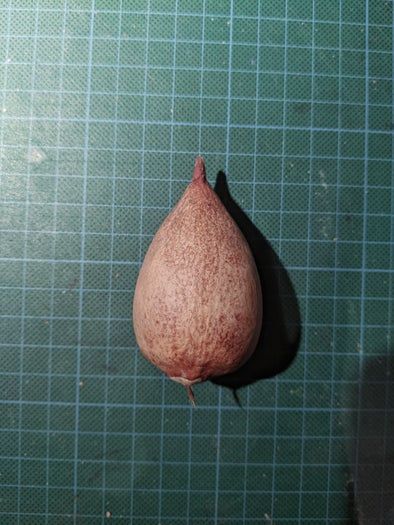 牛油果核DIY小纽扣制作教程-第3张图片-趣作屋