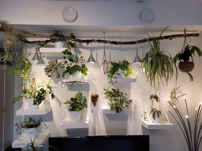 低成本打造室内植物展示墙教程-第12张图片-趣作屋
