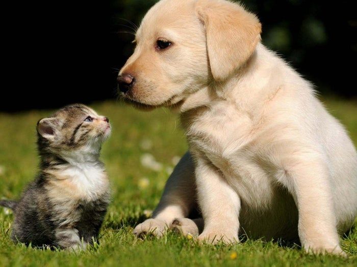 变废为宝：用毁掉的面团制作香料圣诞树装饰-第3张图片-趣作屋