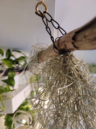 低成本打造室内植物展示墙教程-第8张图片-趣作屋