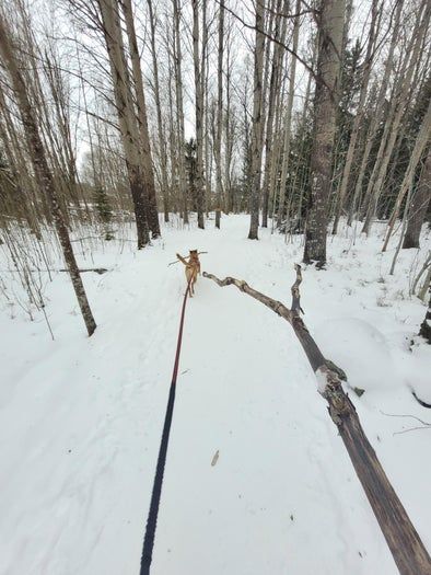 低成本打造室内植物展示墙教程-第4张图片-趣作屋