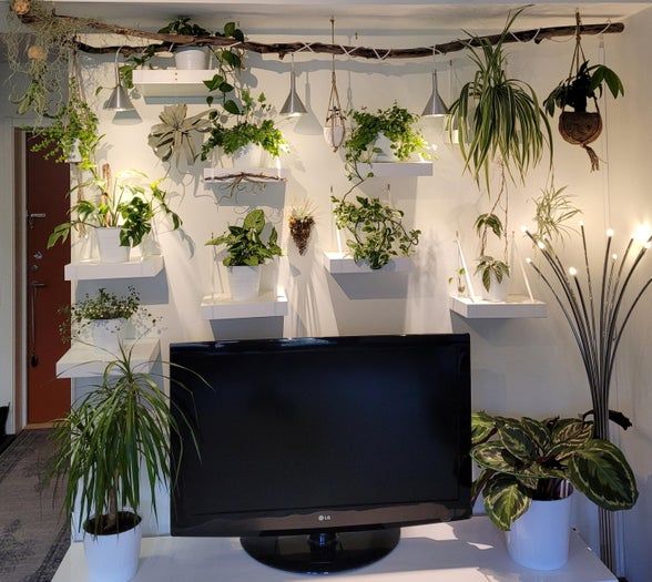 低成本打造室内植物展示墙教程-第2张图片-趣作屋