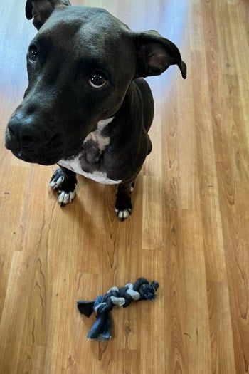 用旧牛仔裤为狗狗DIY耐咬玩具-第1张图片-趣作屋